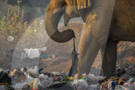 Sri Lankan Elephants Feed On Garbage Dumps.