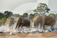 Sri Lankan Elephants Feed On Garbage Dumps.