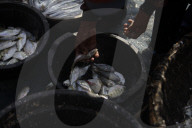 Fishermen Using Beach Drag Nets