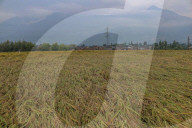 Floods Deluge Paddy Crops In Kashmir
