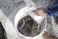 Fishermen Use Styrofoam As Boats To Go Out To Sea
