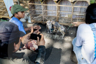 Indonesia's Illegally Traded Owls