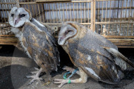 Indonesia's Illegally Traded Owls