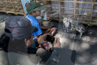 Indonesia's Illegally Traded Owls