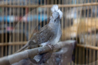 Indonesia's Birds Face Extinction
