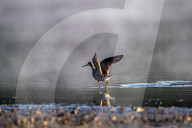 Wildlife And Pollution In Indiana