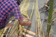 Jute Harvesting In Assam