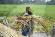 Jute Harvesting In Assam