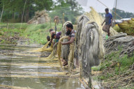 Jute Harvesting In Assam