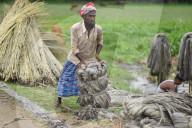 Jute Harvesting In Assam