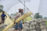 Jute Harvesting In Assam