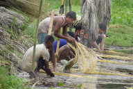 Jute Harvesting In Assam