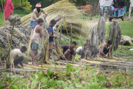 Jute Harvesting In Assam