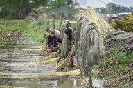Jute Harvesting In Assam