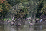 Bald Eagle And Wildlife At The Oxbow Nature Conservancy