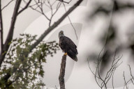 Bald Eagle And Wildlife At The Oxbow Nature Conservancy
