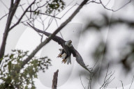 Bald Eagle And Wildlife At The Oxbow Nature Conservancy