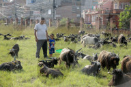 Mountain Goats From Himalayan Regions Arrive To Hilly Region For Upcoming Hindu Festival- Dashain