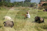 Mountain Goats From Himalayan Regions Arrive To Hilly Region For Upcoming Hindu Festival- Dashain