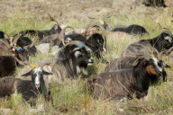 Mountain Goats From Himalayan Regions Arrive To Hilly Region For Upcoming Hindu Festival- Dashain