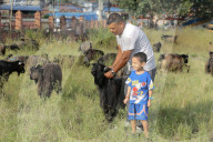 Mountain Goats From Himalayan Regions Arrive To Hilly Region For Upcoming Hindu Festival- Dashain