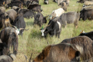 Mountain Goats From Himalayan Regions Arrive To Hilly Region For Upcoming Hindu Festival- Dashain