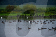 Bald Eagle And Wildlife At The Oxbow Nature Conservancy