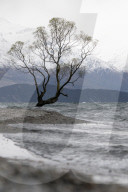 The Wanaka Tree
