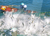 Ecological Fish Supply
