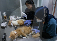 Indonesian Rabies Vaccination To Commemorate World Rabies Day 