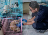 Indonesian Rabies Vaccination To Commemorate World Rabies Day 