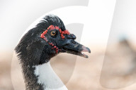 Animals Muscovy Duck