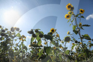 Sunflower Field In Gagolin