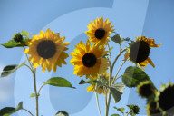 Sunflower Field In Gagolin