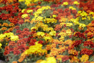 Marigold Flower Growers In The Chinampas Of The San Luis Tlaxialtemalco Flower Market, Xochimilco, Mexico City