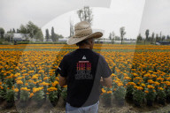 Marigold Flower Growers In The Chinampas Of The San Luis Tlaxialtemalco Flower Market, Xochimilco, Mexico City