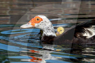 Baby Ducks Muscovy Ducklings