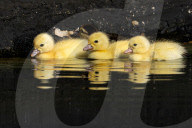 Baby Ducks Muscovy Ducklings
