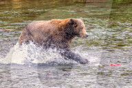 SNBear sticks tongue out