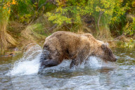 SNBear sticks tongue out