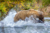 SNBear sticks tongue out