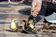 Animals Mother Duck And Her Ducklings