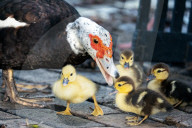 Animals Mother Duck And Her Ducklings