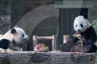 Giant Panda Celebrate Mid-Autumn Festival