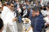 Faithful Bless Their Pets On World Animal Day