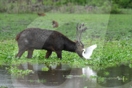 India Wildlife