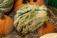 Farmers Market 
