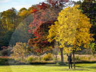Man Reaching For Yellow Leaves In Autumn Park