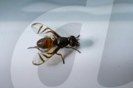 Signal Fly
