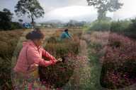 Gomphrena Globosa Business In Nepal Blooms With Arrival Of Tihar